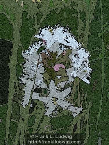 2 - Bogbean